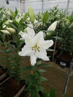 [5328 Sisto VWS No02.JPG]